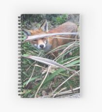 Fox at Royal National Park Sydney Spiral Notebook