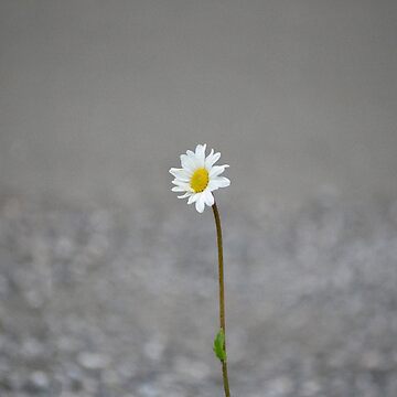 Artwork thumbnail, Whispering Petals: A Tale of Floral Enchantment by cokemann