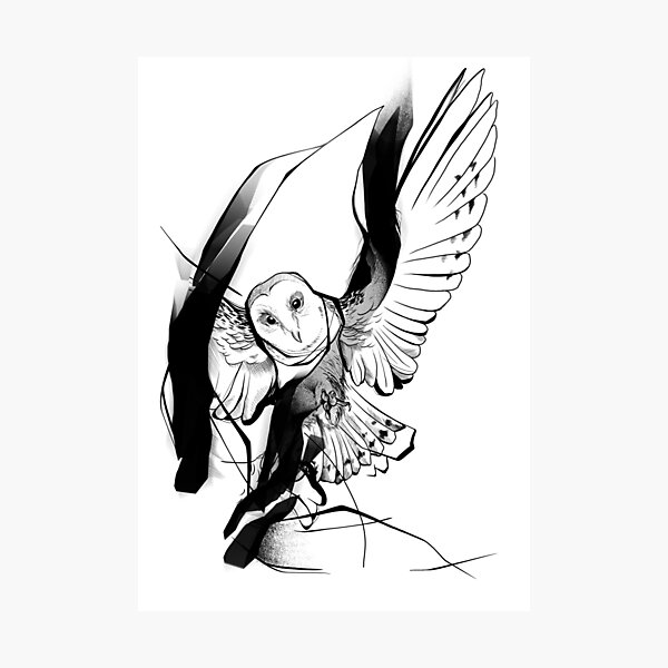 Barn Owl Photographic Print