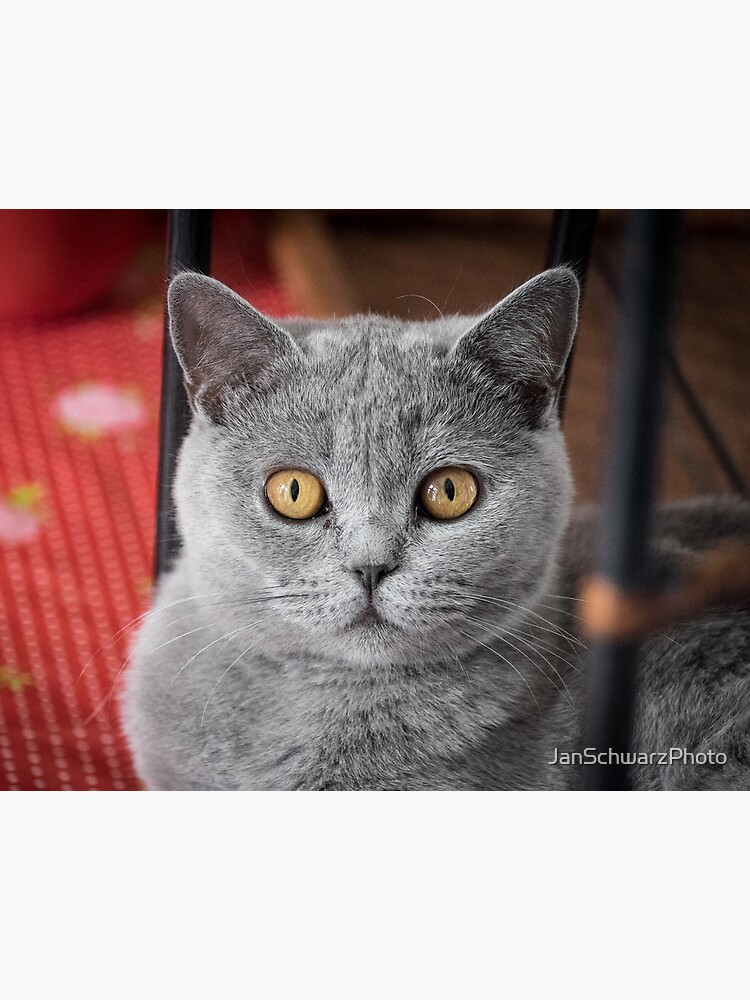 British shorthair cat white blue eyes sale for sale