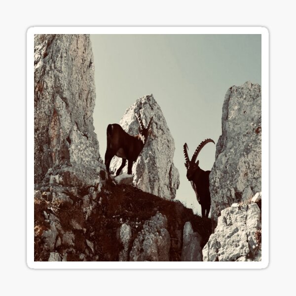 nearby ibexes - vintage Sticker