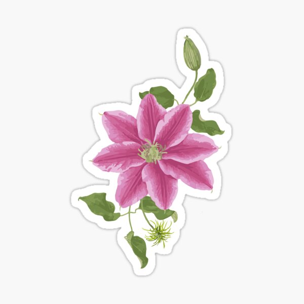 Pink clematis flower vine Sticker