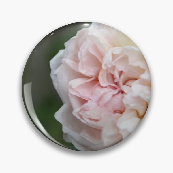 Wild Cottage Rose Pin
