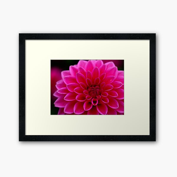 Item preview, Dahlia Sandra designed and sold by NW-Photo-Art.