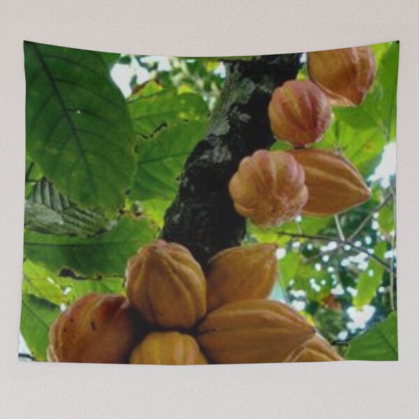 Item preview, Nice cacao fruit. designed and sold by Lan thi Nguyen.