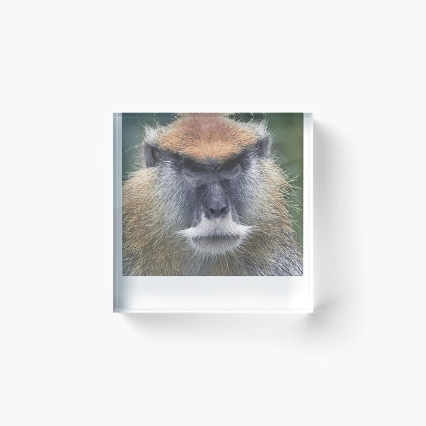 Item preview, P is for Patas Monkey designed and sold by Ilyas912.