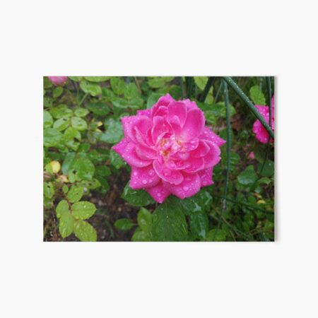 Flower After the Rain Art Board Print