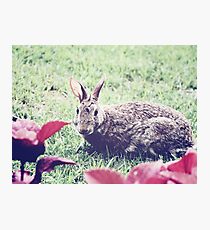 Curious Photographic Print