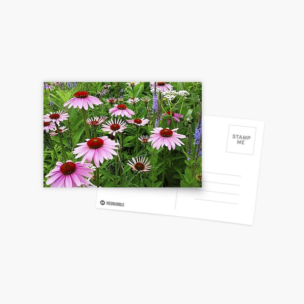 Country Coneflower Field Postcard