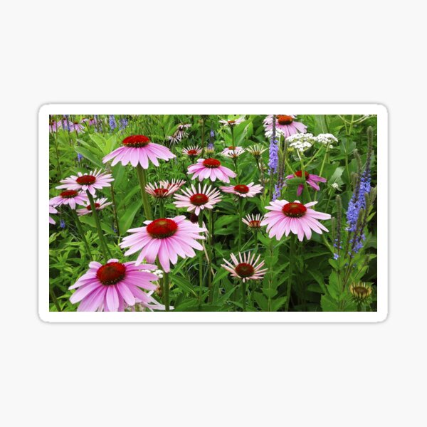 Country Coneflower Field Sticker