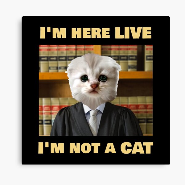 Lawyer Cat Memes Canvas Prints for Sale | Redbubble Lawyer Cat Memes Canvas Prints for Sale | Redbubble