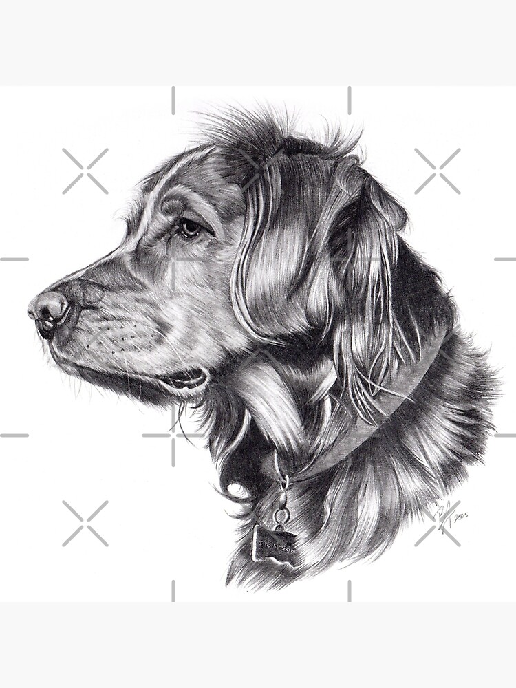 Retriever by beththompsonart