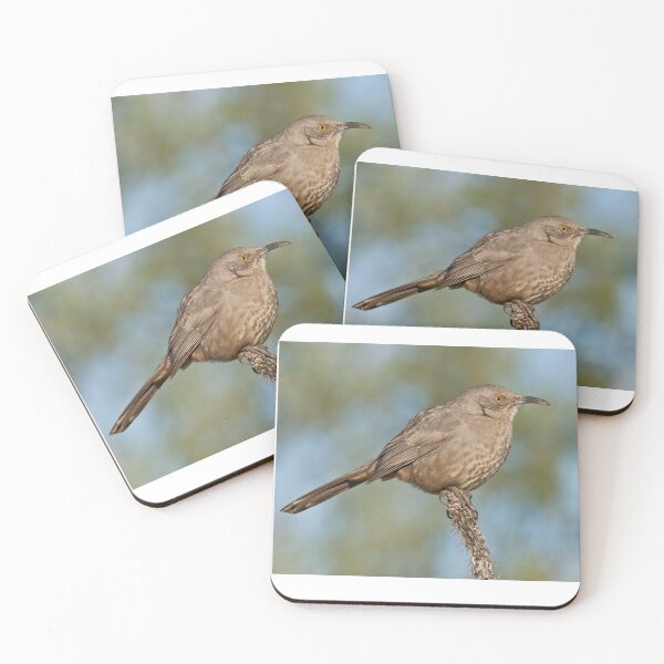 Item preview, Curve-Billed Thrasher designed and sold by Jeff Goulden Photography.