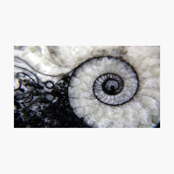 Ammonite Photographic Print