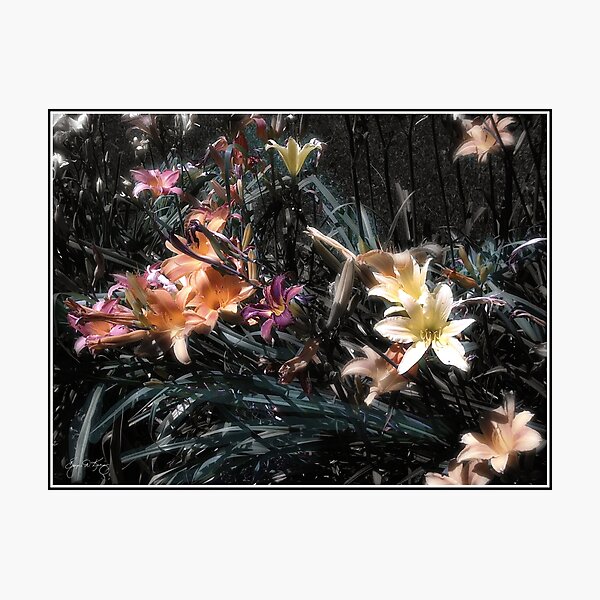 Painted Lilies Photographic Print