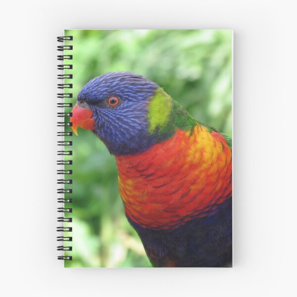 Artikelvorschau, Regenbogen Lorikeet entworfen und verkauft von Cindy Hitch.