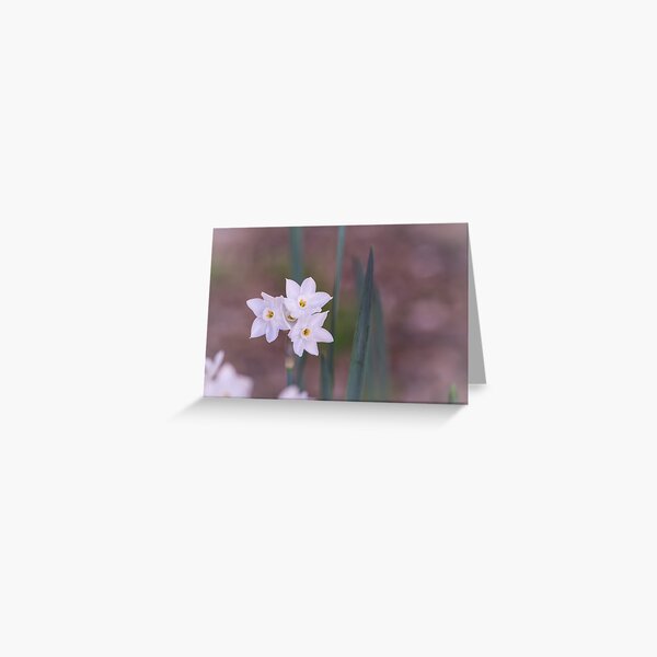 Paperwhite Narcissus Greeting Card