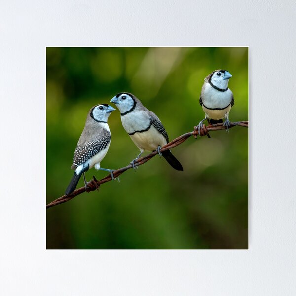 Item preview, Three double Bar Finches on Barbed Wire designed and sold by sandraanderson.