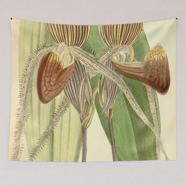 Item preview, Paphiopedilum rothschildianum (as Cypripedium rothschildianum) Curtis' 116 (Ser. 3 no. 46) pl. 7102 (1890) designed and sold by EsotericBotanic.
