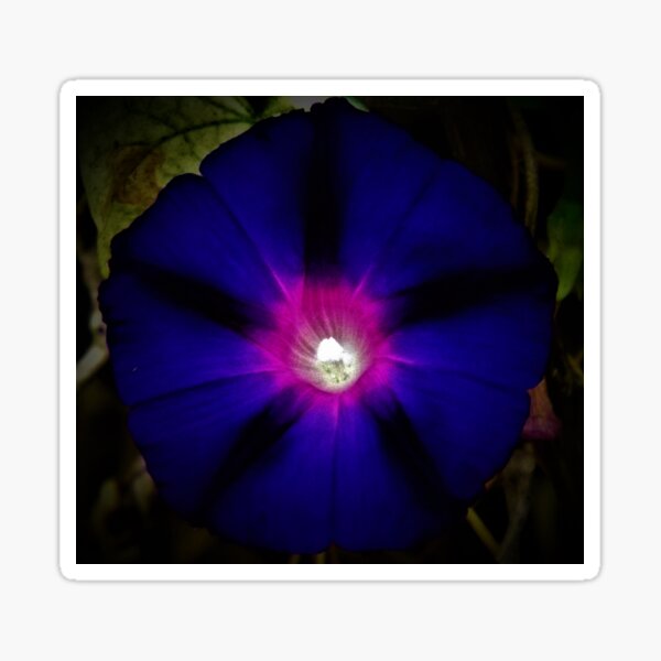 Item preview, Morning Glory designed and sold by ArtIAM8.