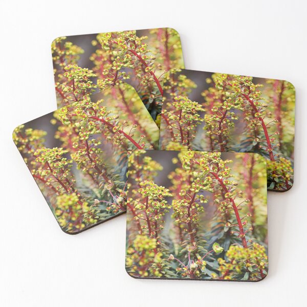 Item preview, Mediterranean Spurge Plant In Flowers designed and sold by Joy Watson - Natural Light Photography .