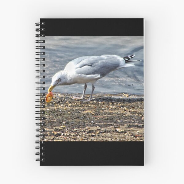 Item preview, Snacking Seagull designed and sold by JMVisuals28.