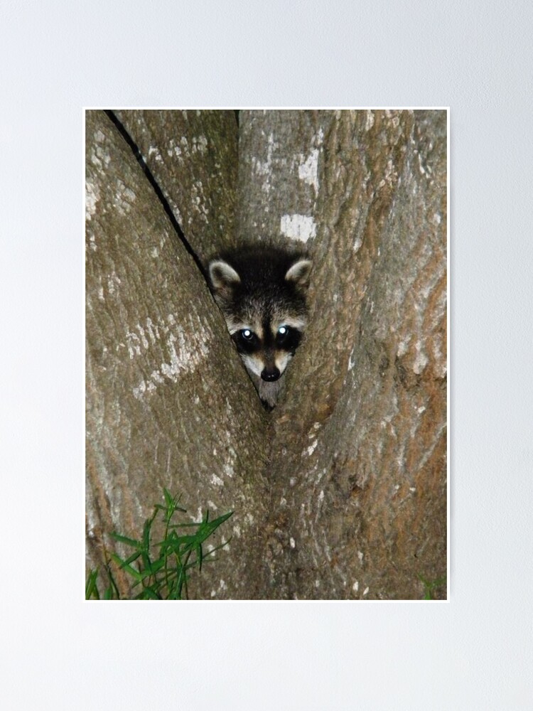 Baby Raccoon and Jesus | Poster
