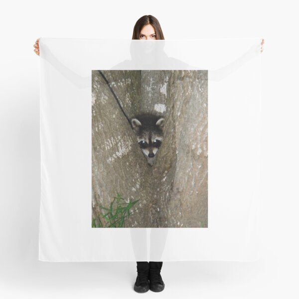 Baby Raccoon and Jesus Scarf