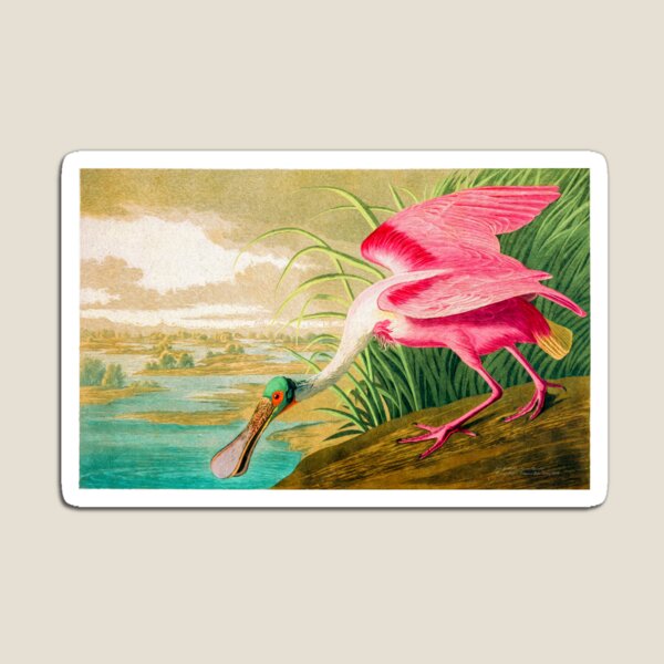 John Audubon Reimagined - Roseate Spoonbill Magnet