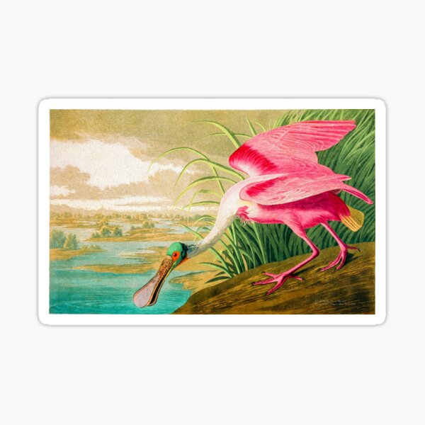 John Audubon Reimagined - Roseate Spoonbill Sticker