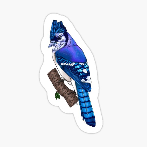 "Blue Jay" Sticker for Sale by BlueJDepictions Redbubble