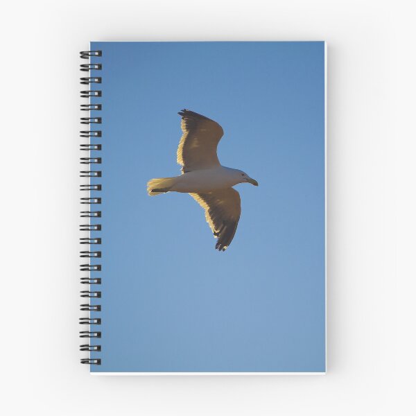 Item preview, South African Seagull  designed and sold by Landscapology.