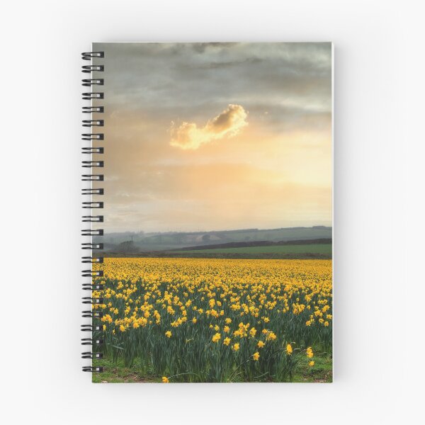 Item preview, Daffodils fields  Cornwall at sunset springtime designed and sold by kathleenjean.
