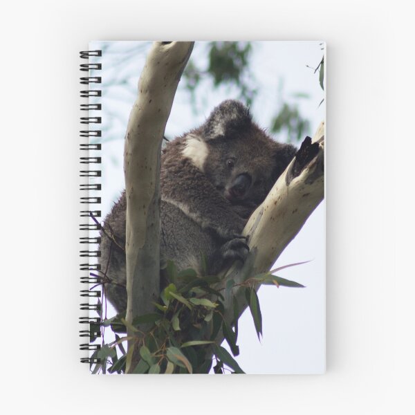 Item preview, Koala at Mt. Lofty, Adelaide designed and sold by Lauren Shawyer.
