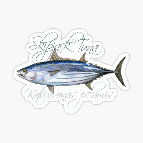 Skipjack Tuna · balaya · Katsuwonus pelamis Sticker