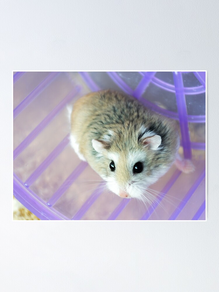 Roborovski Dwarf Hamster Pet Care Guide, Lifespan, Cost,, 53 OFF