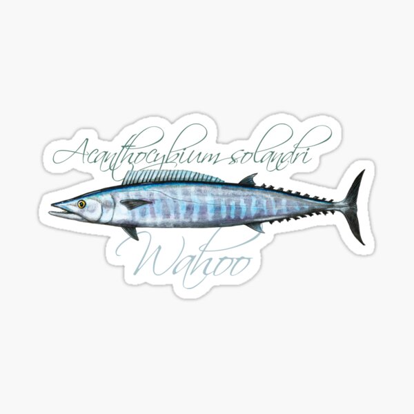 Wahoo · Acanthocybium solandri Sticker