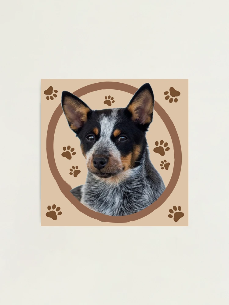 Australian Cattle Dog Blue Heeler Puppy Mounted Print for Sale by Elarex