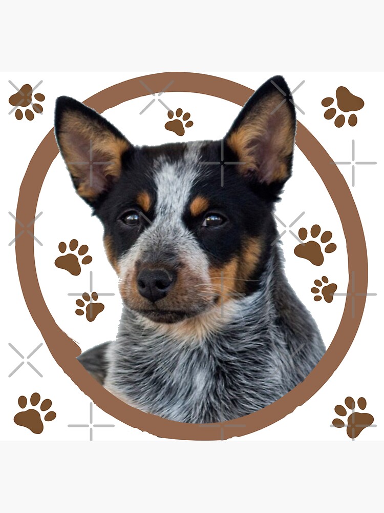 Info on miniature and toy Queensland Heelers (Australian cattle dogs)