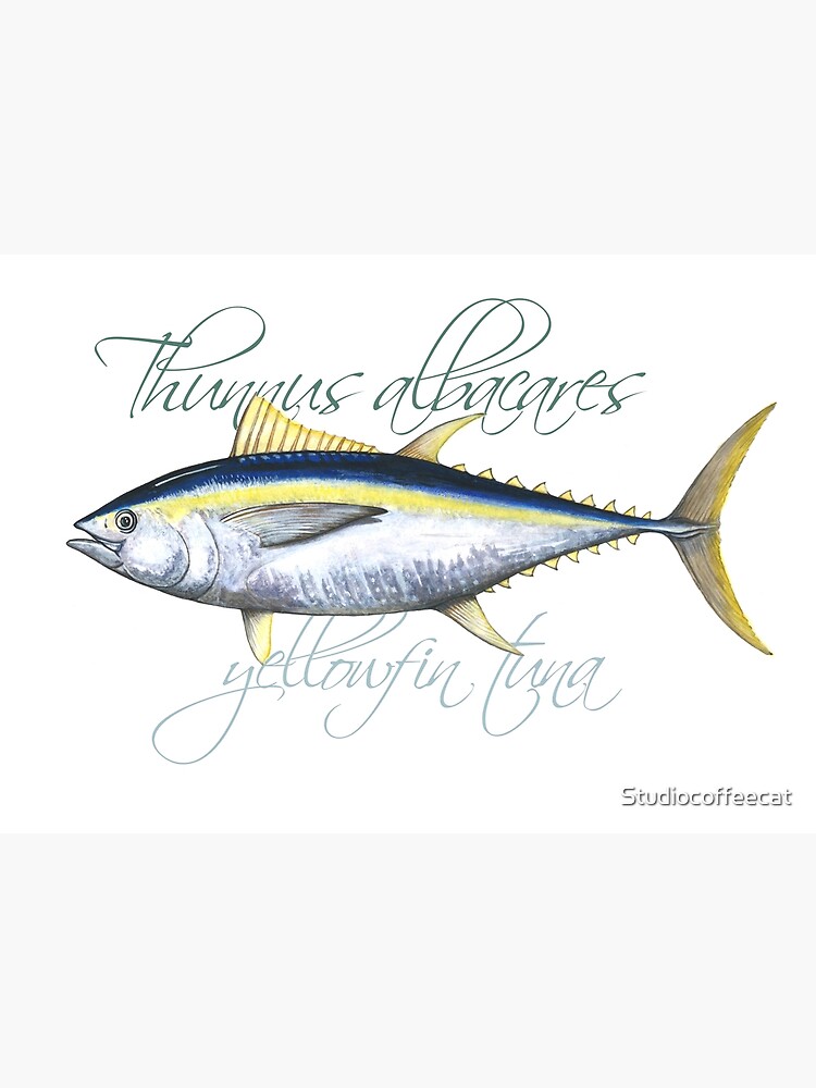 Yellowfin Tuna · Thunnus albacares | Art Print