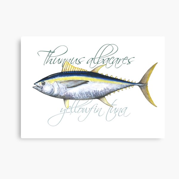 Yellowfin Tuna Canvas Prints for Sale