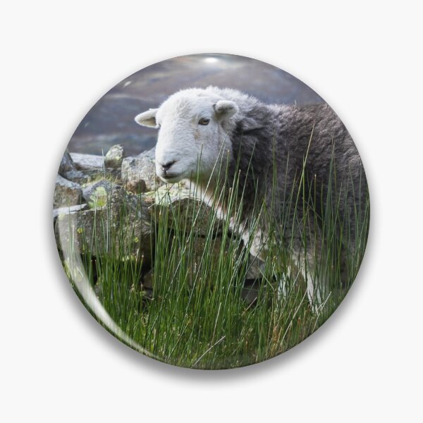 Item preview, Herdwick Sheep designed and sold by Jane Stanley Photography.