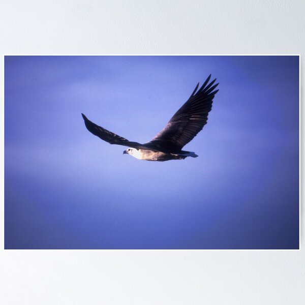 Item preview, Sea Eagle, Tathra, Australia 2002 designed and sold by muz2142.
