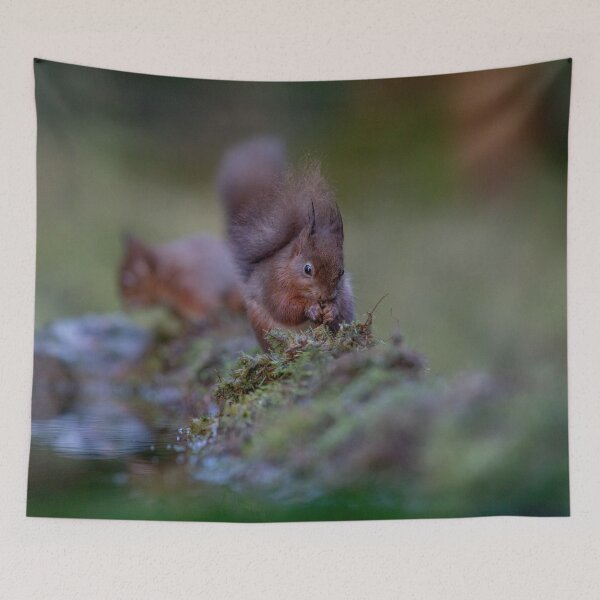 Item preview, Red Squirrel in The Forest  designed and sold by Charlotte  Graham.