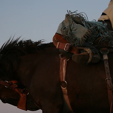 Artwork thumbnail, Saddle Bronc Rider by Rodeo-Photos