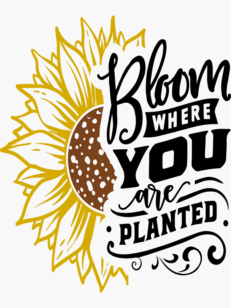 " Sunflower Love Quotes ,Bloom Where You are Planted" Sticker by