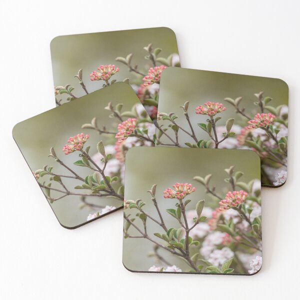 Item preview, Pink Korean Spice Viburnum designed and sold by mljdwhite.