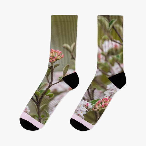 Item preview, Pink Korean Spice Viburnum designed and sold by mljdwhite.