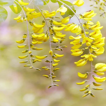 Artwork thumbnail, It's Spring by Artskratch