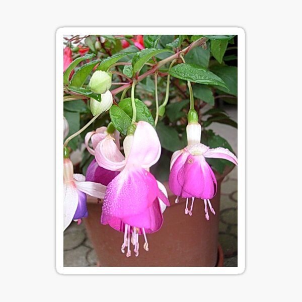 Fuchsia Sticker